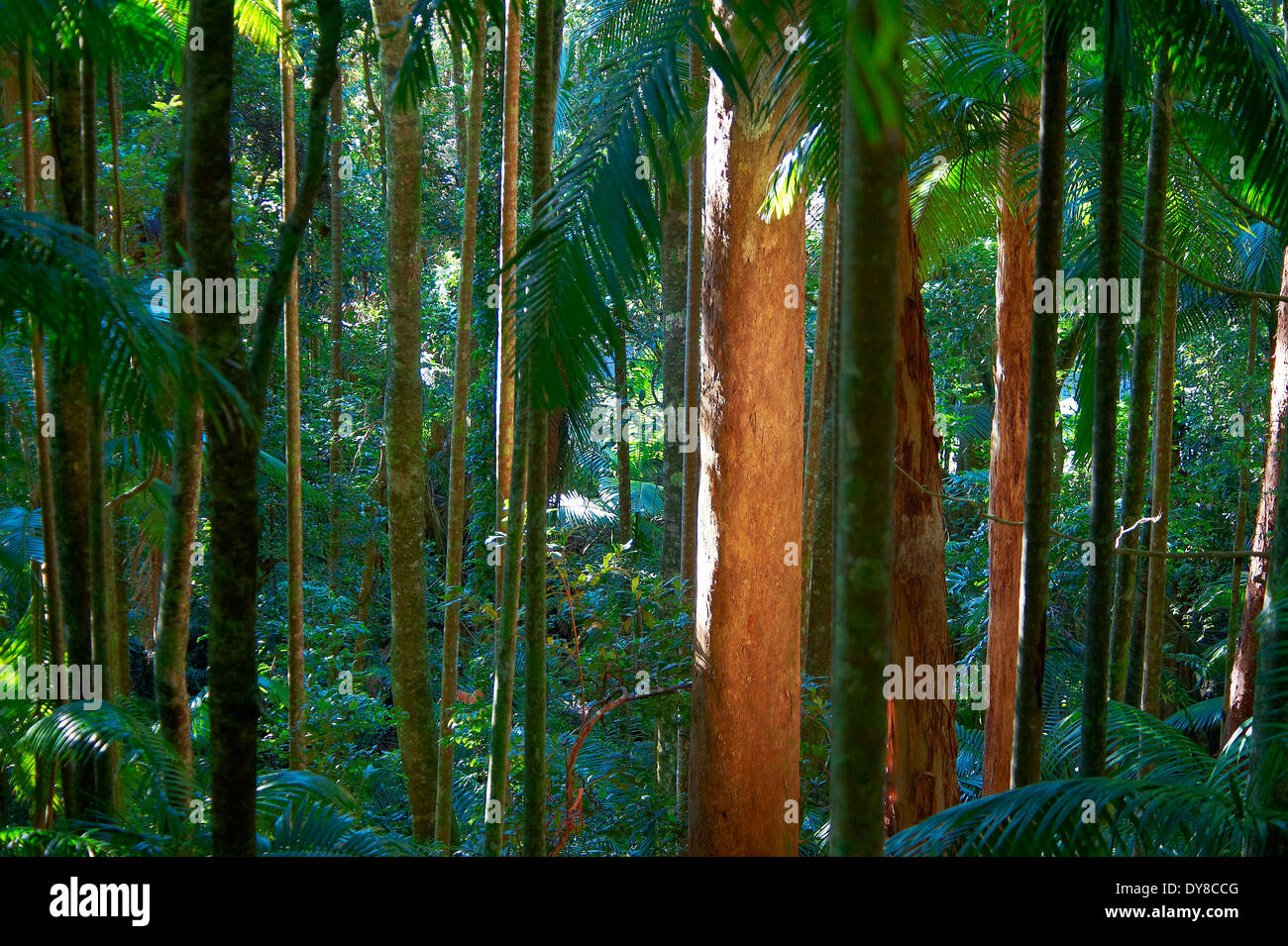 Australien, Grenze Range National Park, New-South.Wales, Regenwald, Bäume Stockfoto