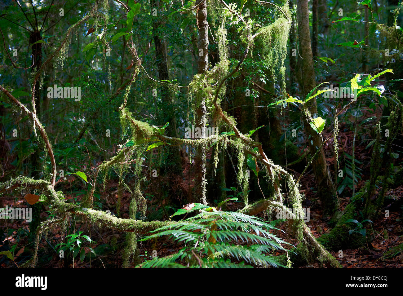 Australien, Grenze Range National Park, New-South.Wales, Regenwald, Bäume Stockfoto