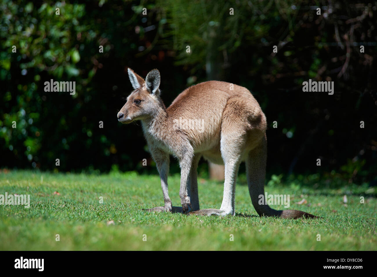 Australien, Kangaroo, New-South.Wales, Tier, Yuraygir, Nationalpark, Stockfoto