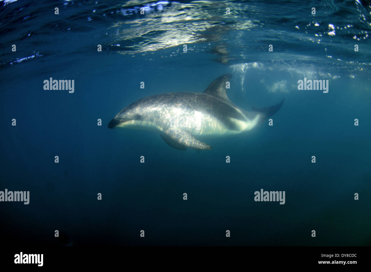 Altrosa Delphin, Lagenorhynchus Obscurus, Kaikoura, Südinsel, Neuseeland Stockfoto