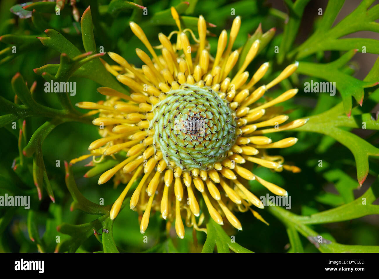 Australien, Blumen, New-South.Wales, Trommelstock, Royal, Nationalpark, Isopogon Anethifolius Stockfoto