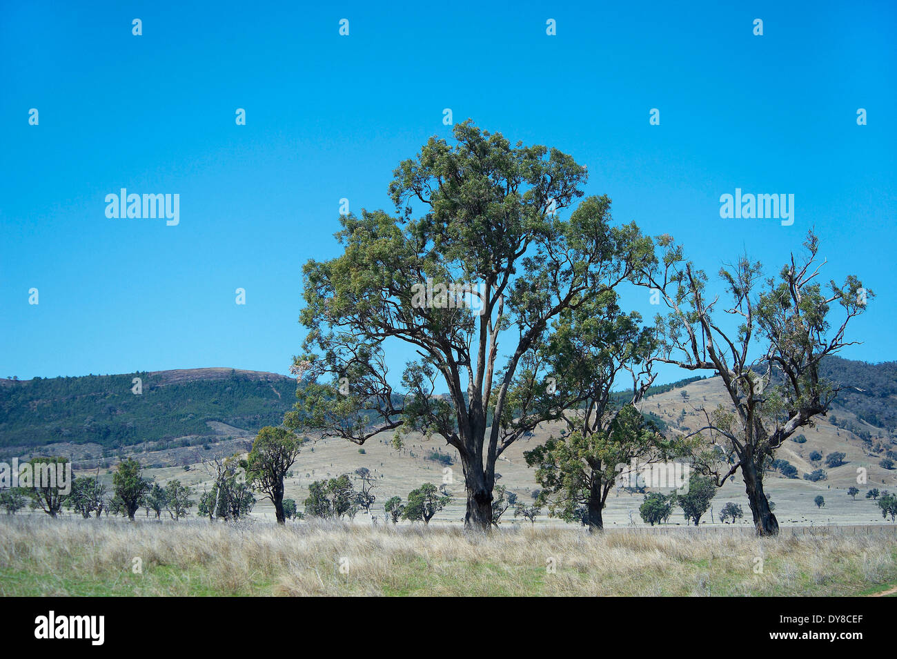 Australien, Eukalyptus, Karri, Mount Kaputar, Nationalpark, New South Wales, Pflanzen, Bäume Stockfoto