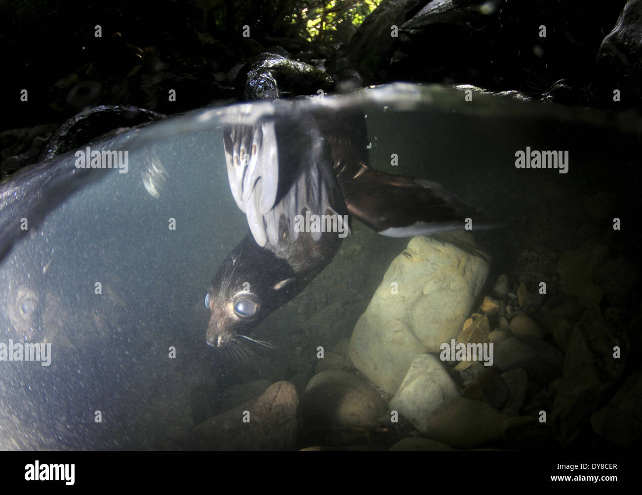 Split-Bild von New Zealand Seebär Welpen, Arctocephalus Forsteri in Süßwasser-Stream in Ohau Point Seal Colony, New Zealand Stockfoto