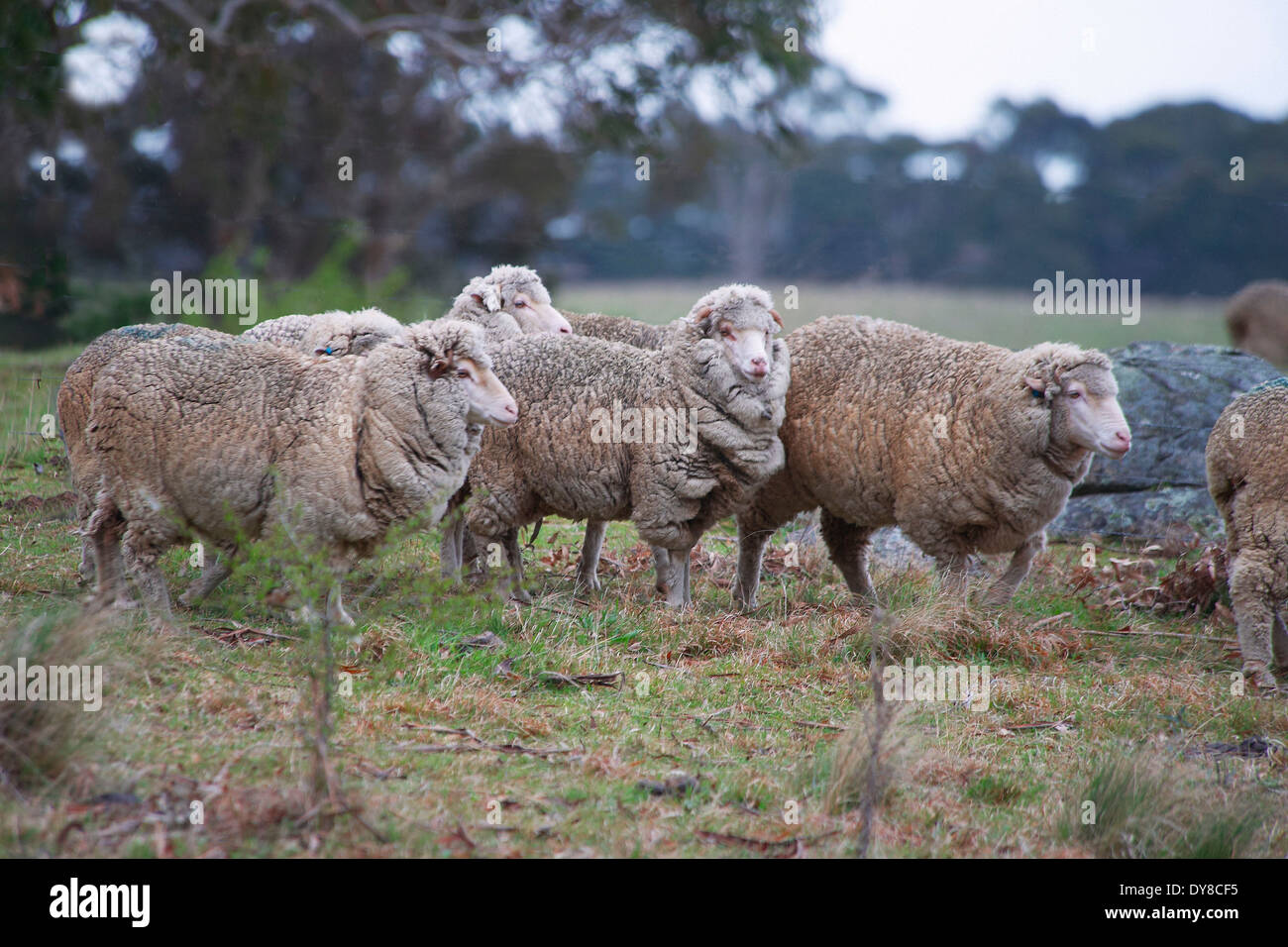 Australien, Braidwood, New-South.Wales, Schafe, Tier, Weide, Weide, Stockfoto
