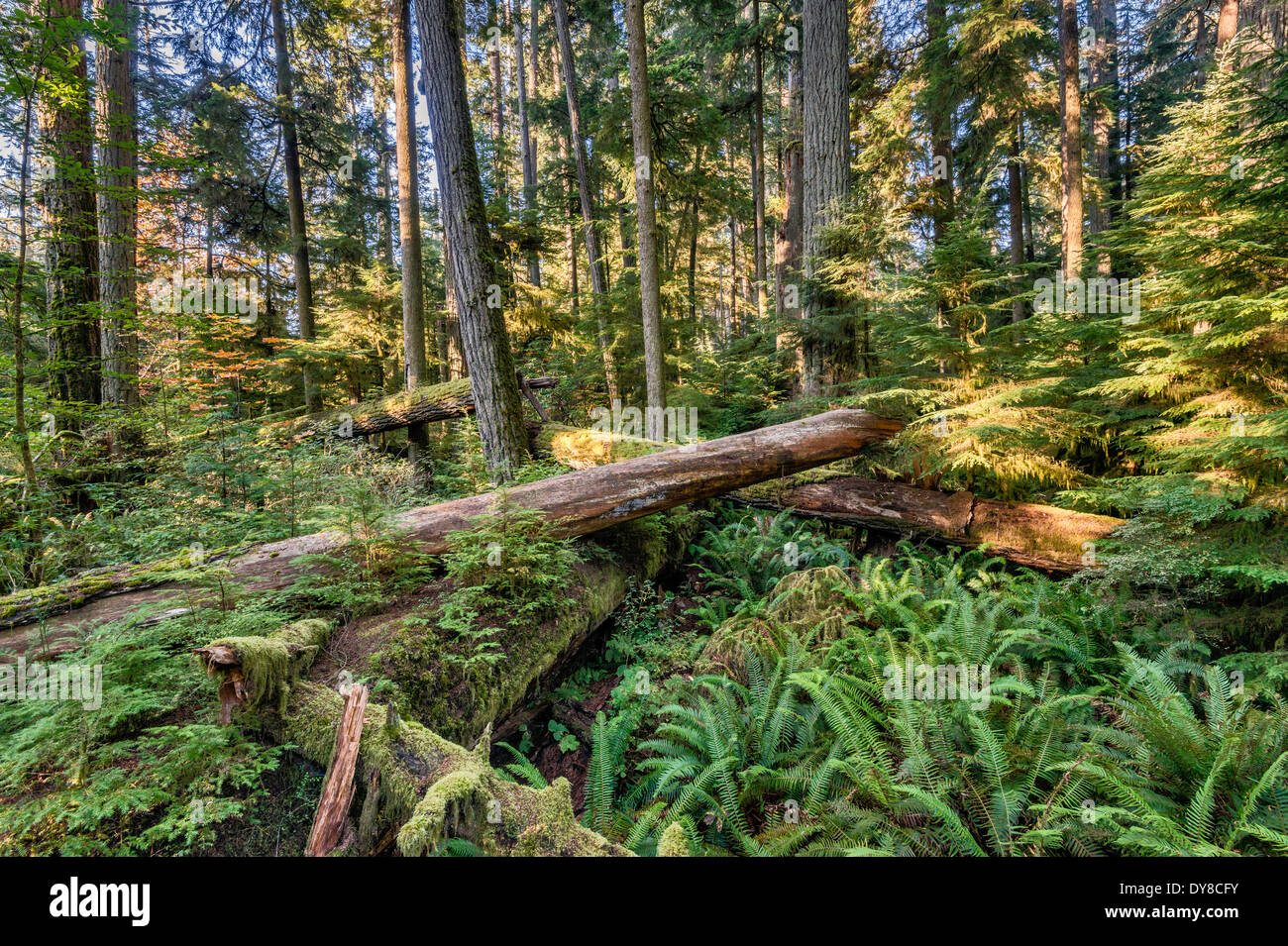 Douglas-Tannen, Altwachstum gemäßigten Regenwald, MacMillan Provincial Park, Vancouver Island, British Columbia, Kanada Stockfoto