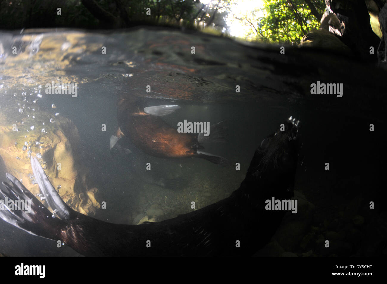 Split-Bild von New Zealand Seebär Welpen, Arctocephalus Forsteri in Süßwasser-Stream in Ohau Point Seal Colony, New Zealand Stockfoto