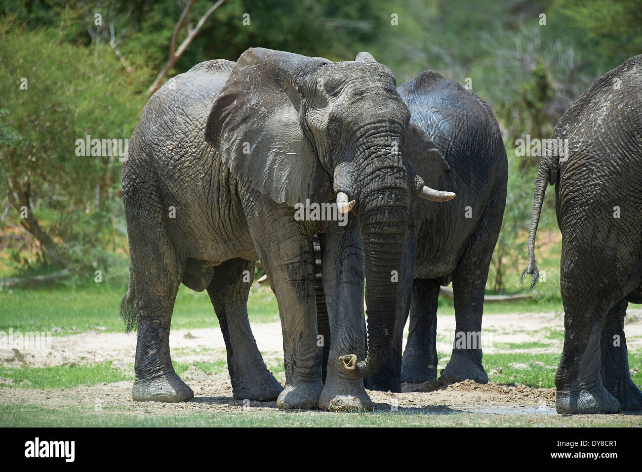 Botswana, Afrika, Elefant, Mahango Game reserve, Nunda, Tiere, reservieren Stockfoto