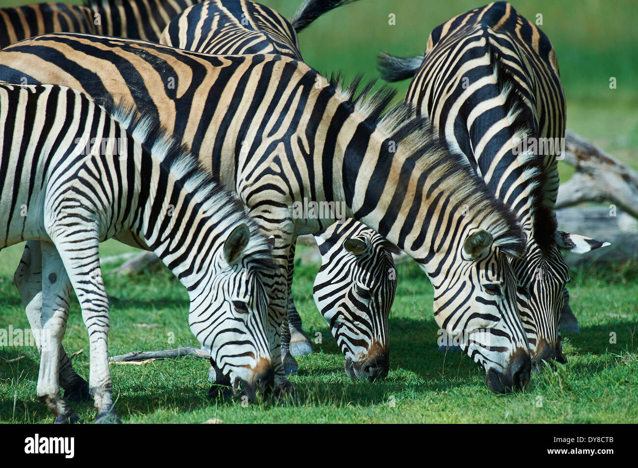 Botswana, Afrika, Moremi, zebras Stockfoto