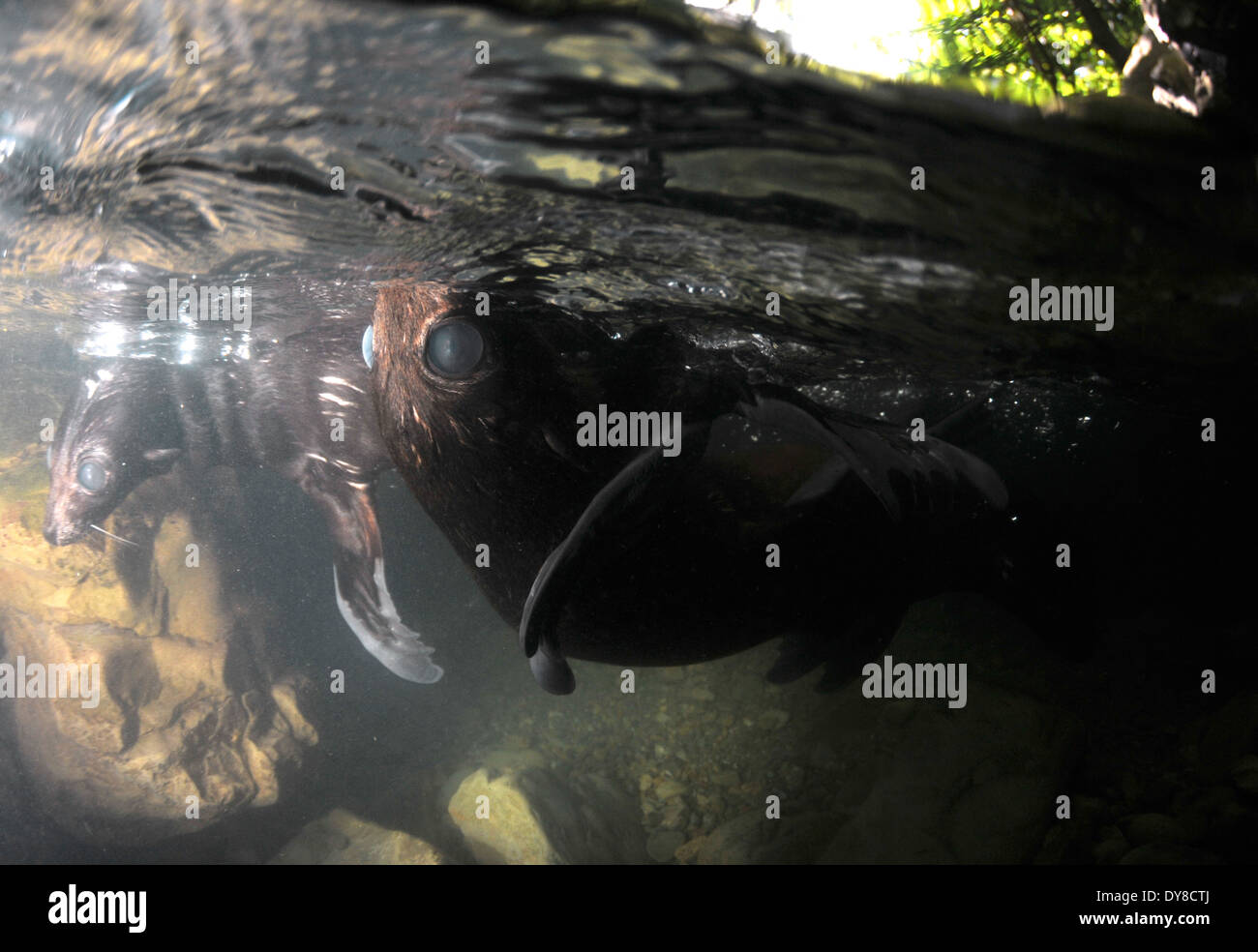 Split-Bild von New Zealand Seebär Welpen, Arctocephalus Forsteri in Süßwasser-Stream in Ohau Point Seal Colony, New Zealand Stockfoto