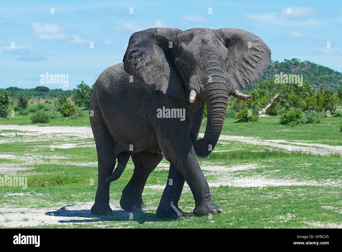 Botswana, Afrika, Elefant, Savuti, Tier, Stockfoto