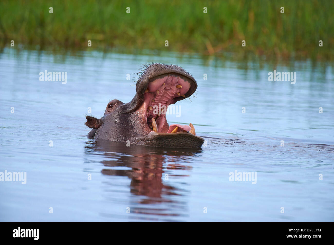 Botswana, Afrika, Hippo, Khwai, Okawango Delta, Nilpferd, Tier, Fluss, Fluss, Stockfoto