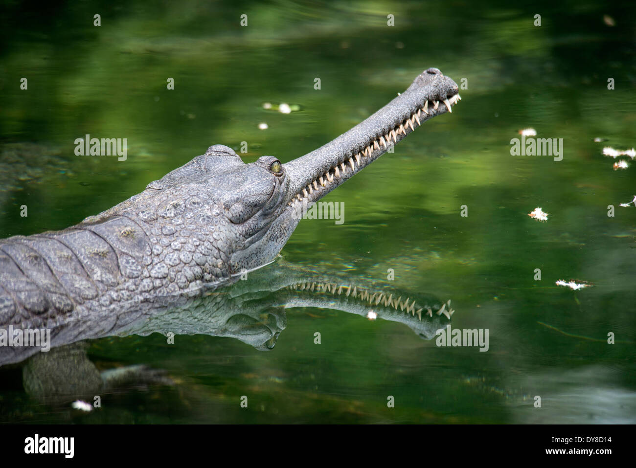 Gavialis Gangeticus, Gavia, Krokodil, Wasser, Tier, Gangesgavial, Reptil Stockfoto