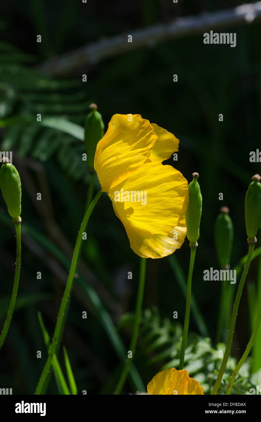 Ein Welsh Mohn in der Sonne, in Cumbria Stockfoto