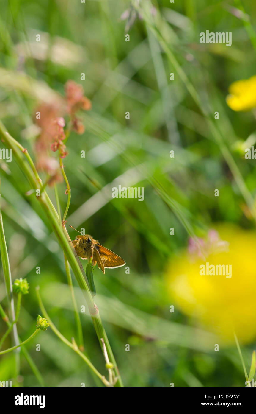 Eine kleine Skipper Schmetterling auf einer Wiese auf einer sonnigen Wiese Cumbrian Stockfoto