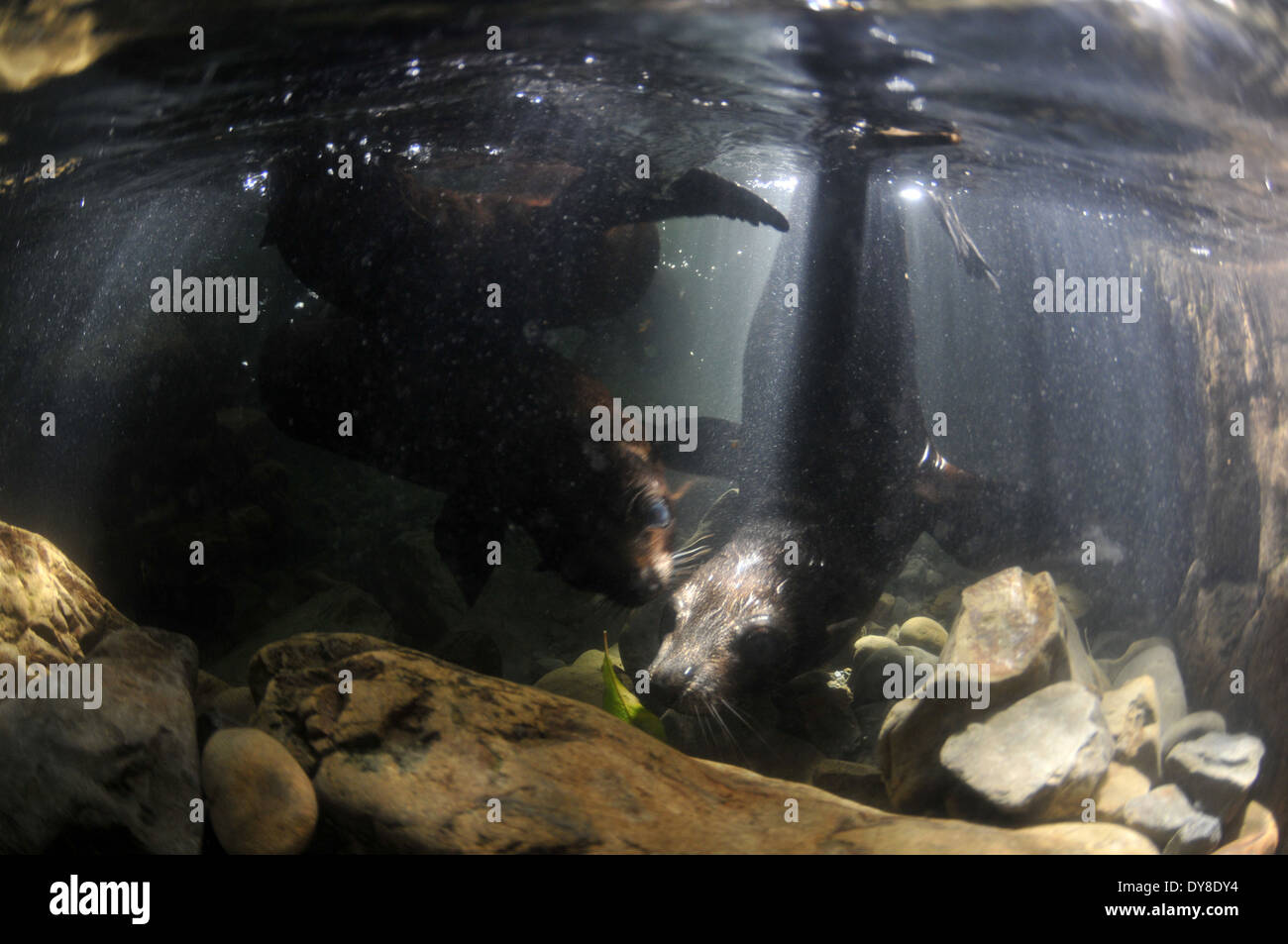 New Zealand Fell Jungrobben, Arctocephalus Forsteri in Süßwasser-Stream in Ohau Point Seal Colony, New Zealand Stockfoto