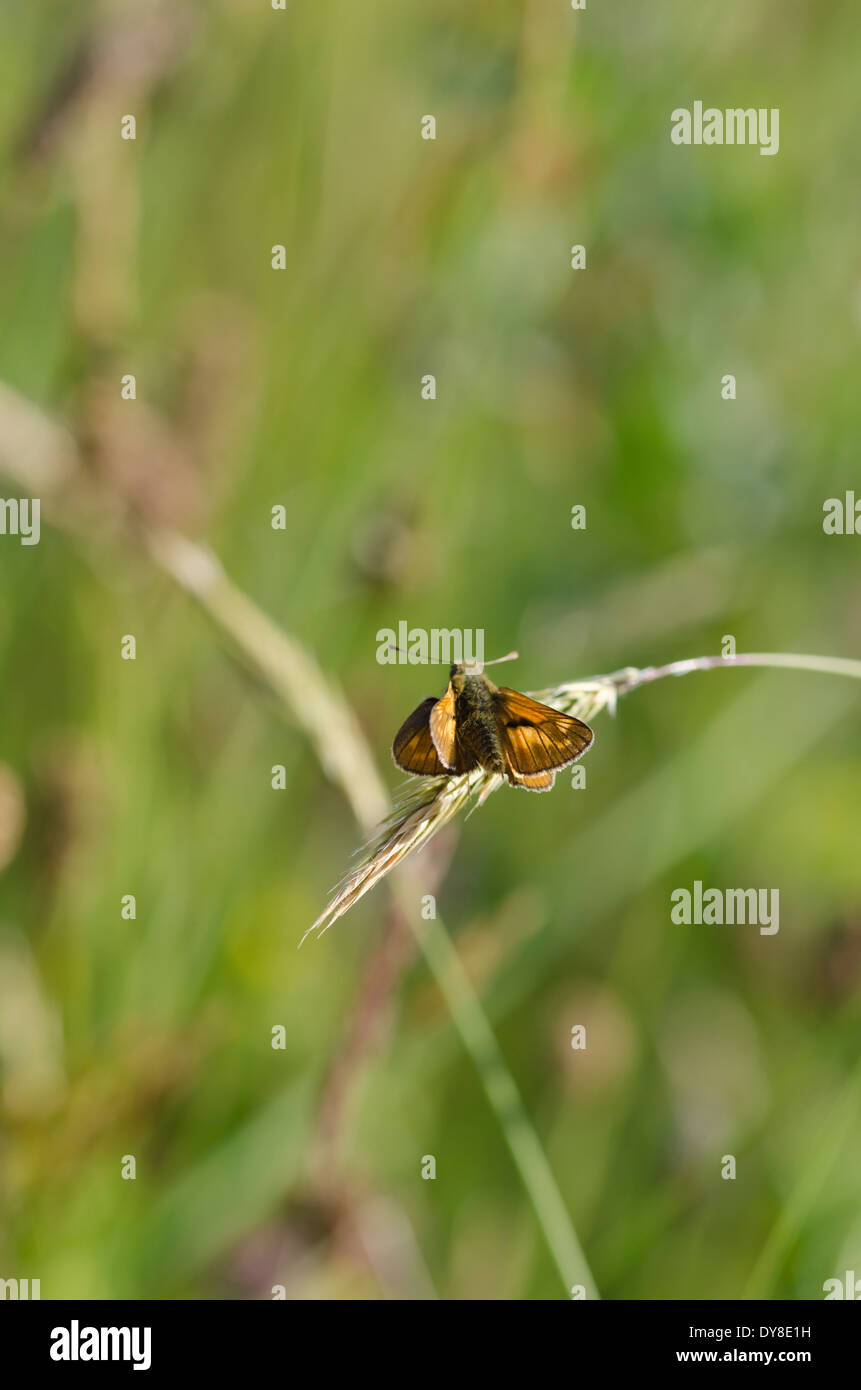 Eine kleine Skipper Schmetterling auf einem Graskopf Samen in einer sonnigen Wiese Cumbrian Stockfoto