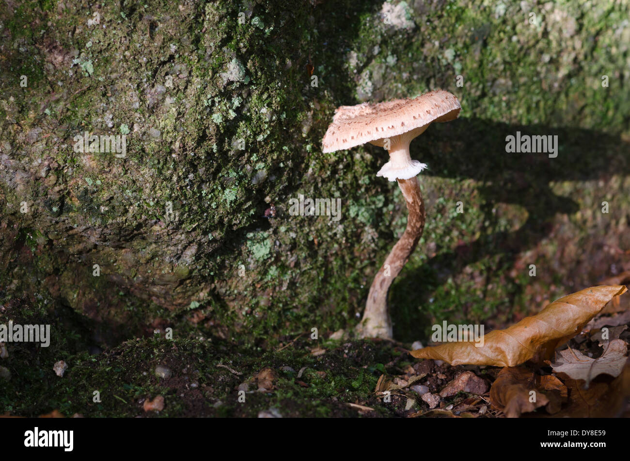 Einsame kleine Fliegenpilz Pilz am Fuße einer Trockensteinmauer saugt die letzte Sonne des Tages Stockfoto