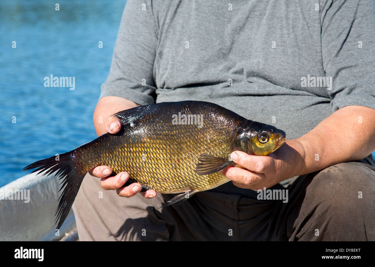 Isolierte frisch gefangenen Brassen ( Abramis brama ) , Finnland Stockfoto