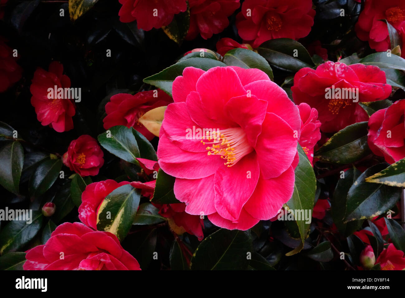 Camellia Japonica in Blume, Großbritannien Stockfoto
