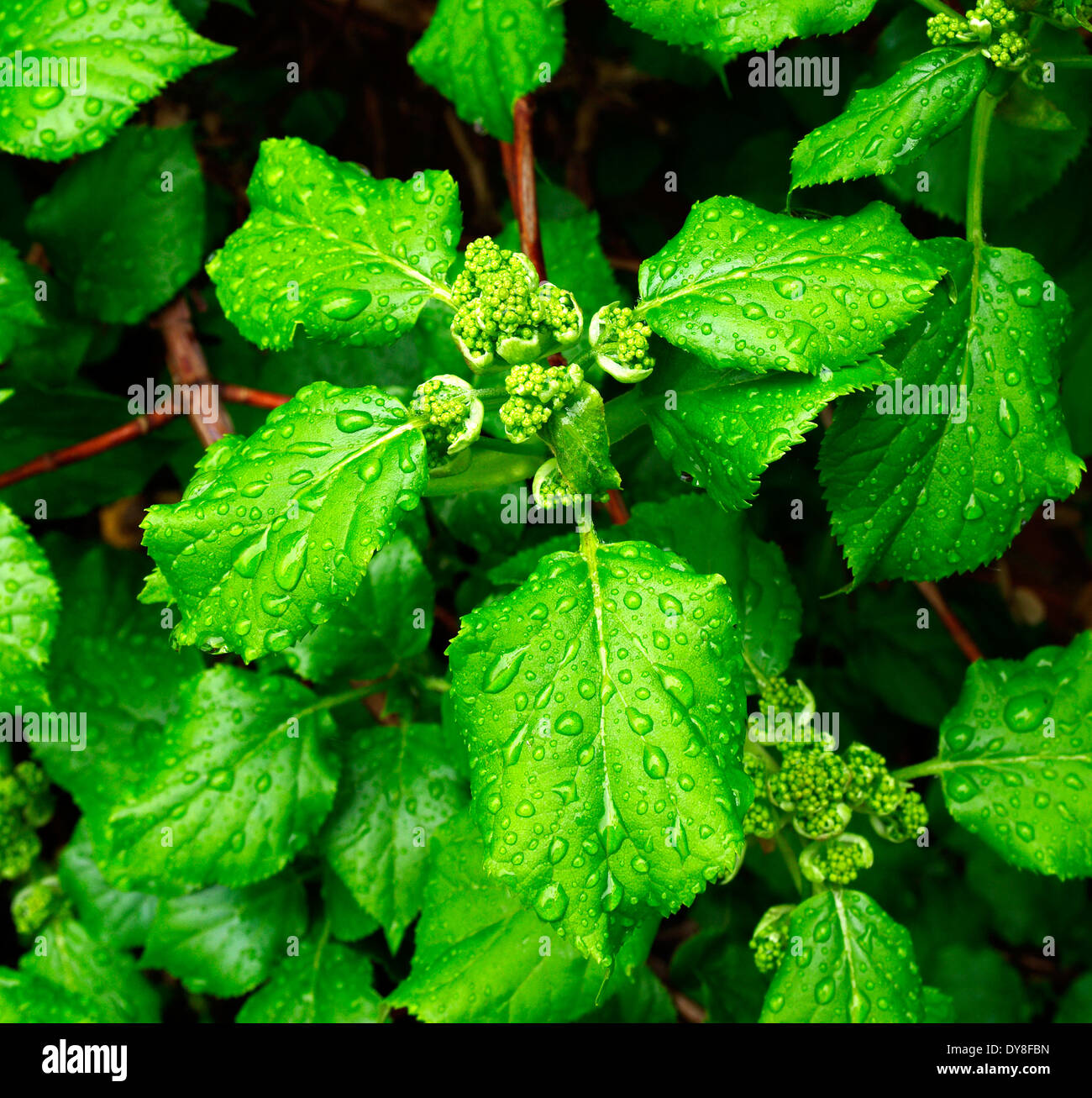 Hydrangea Anomala Unterart Kletter (Klettern Hydrangea) mit neuen Frühling Wachstums- und Schwellenländer Blütenknospen, UK Stockfoto