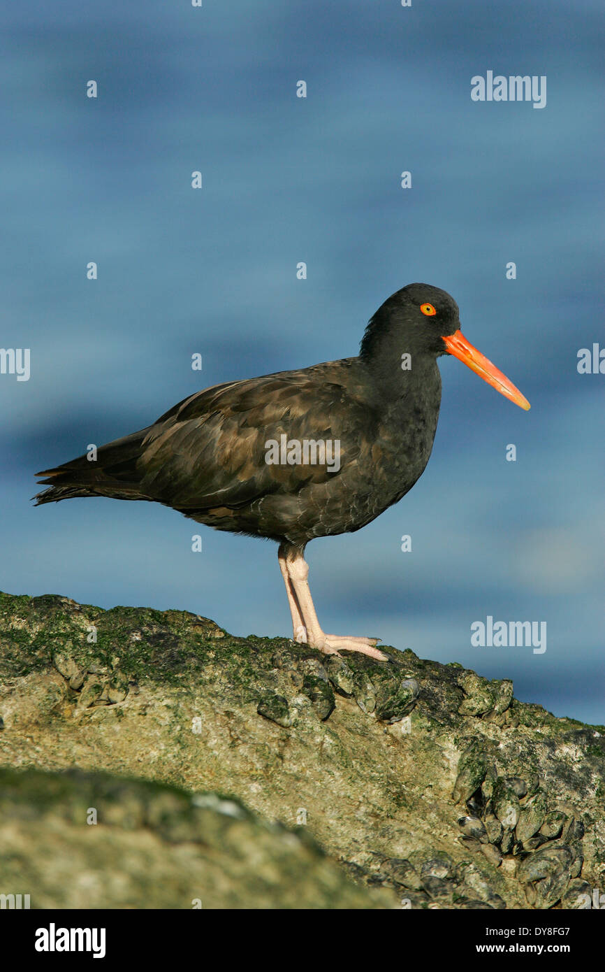 Schwarze Austernfischer - Haematopus bachmani Stockfoto