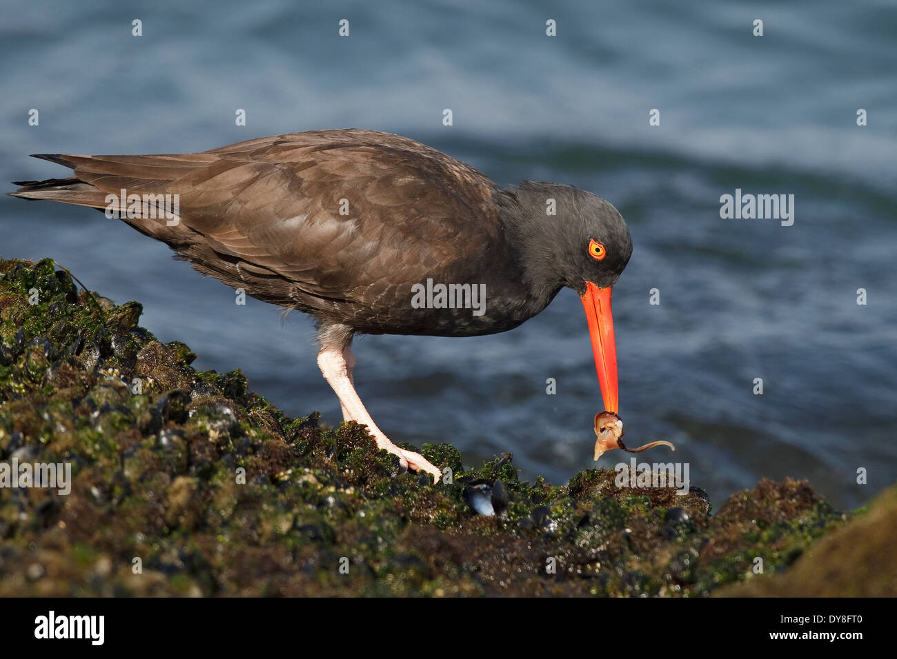 Schwarze Austernfischer - Haematopus bachmani Stockfoto