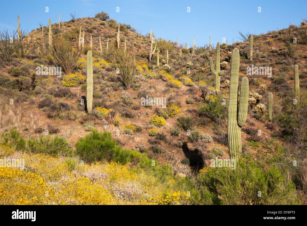 USA, Arizona, Tonto National Forest, blühende Brittlebush und Saguaro in der Nähe von Gonzales Pass, Highway 60. Stockfoto
