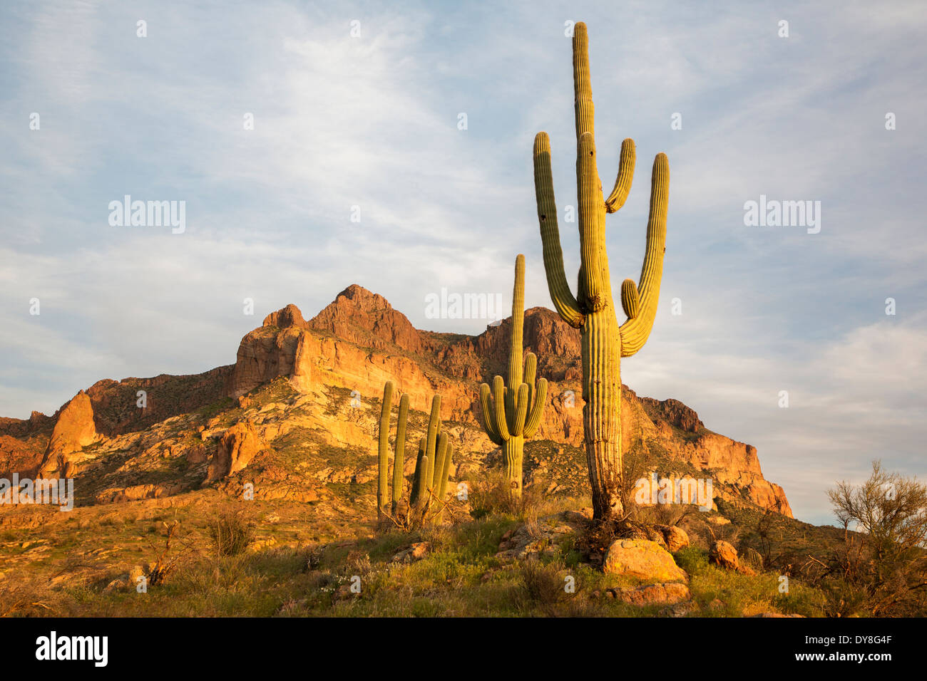 USA, Arizona, Tonto National Forest, Picketpost Berg mit Saguaro. Stockfoto