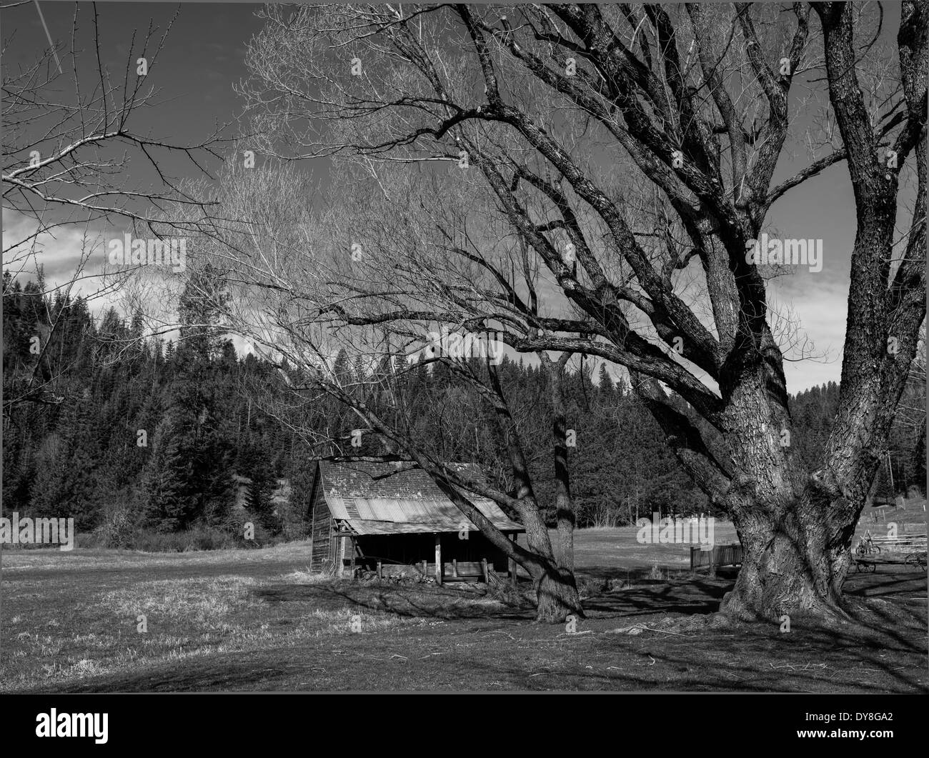 B&W einer alten Scheune in der Nähe einige große Bäume in Nord-Idaho. Stockfoto