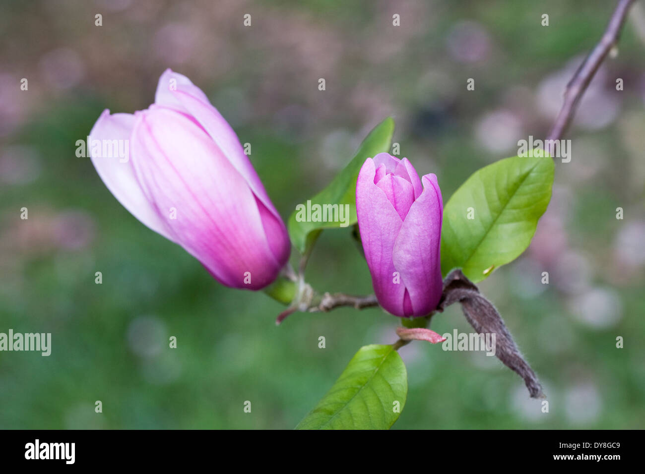 Ungeöffnete Blütenknospen von Magnolia "Apollo". Stockfoto