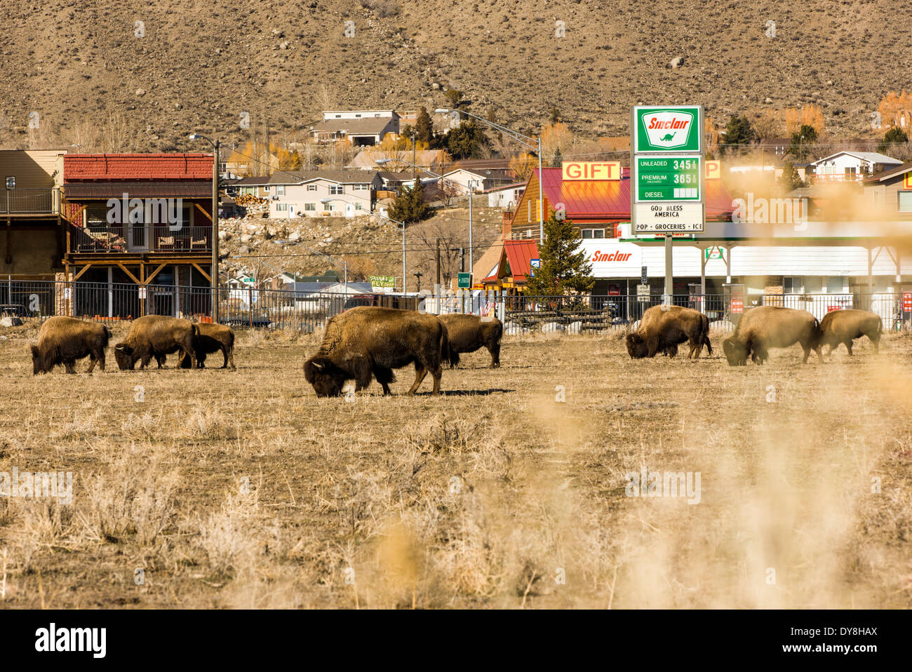 Amerikanische Bisons, American Buffalo, Yellowstone-Nationalpark, Stadt von Gardiner, Montana außerhalb USA Stockfoto