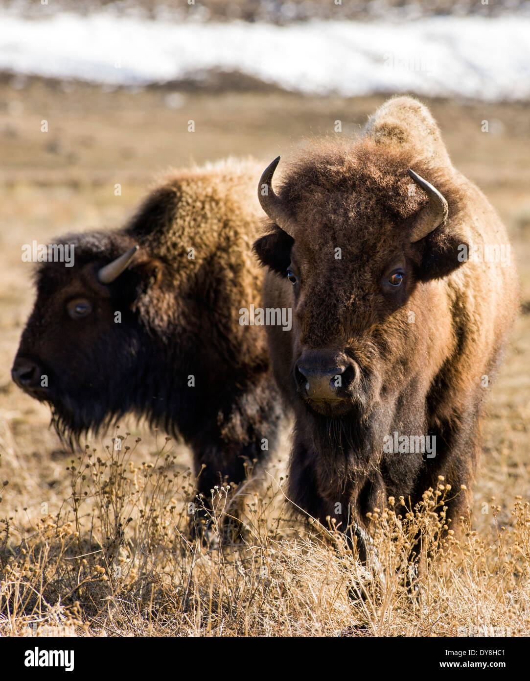 Amerikanische Bisons, American Buffalo, Yellowstone-Nationalpark, Wyoming, USA Stockfoto