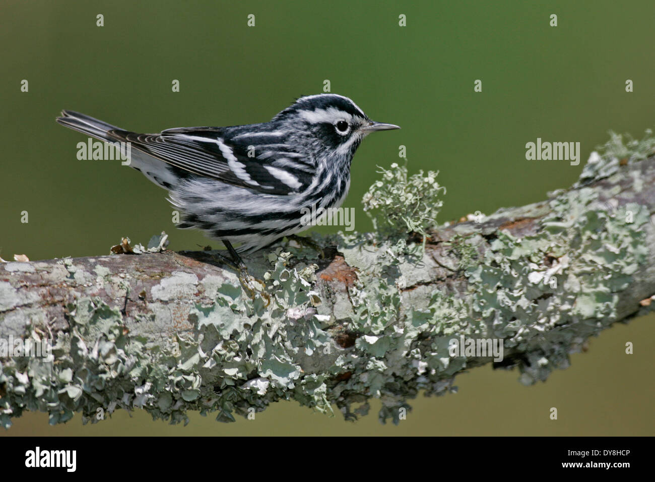 Schwarz und weiß Warbler - Mniotilta Varia - erwachsenen männlichen Zucht Stockfoto