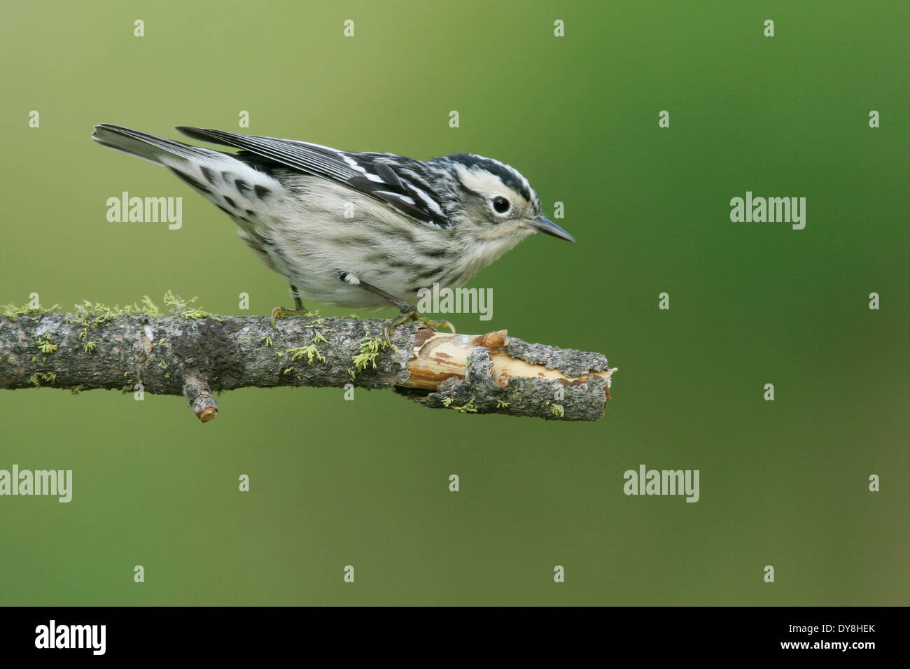 Schwarz und weiß Warbler - Mniotilta Varia - Erwachsene weibliche Zucht Stockfoto