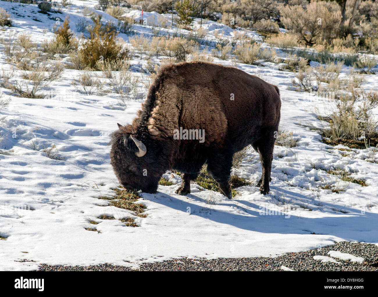 Amerikanische Bisons, American Buffalo, Yellowstone-Nationalpark, Wyoming, USA Stockfoto