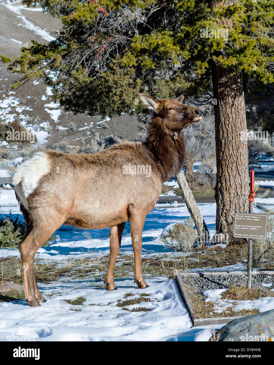 Elch, Wapiti, Cervus Canadensis, Cervidae, Reh, im Campingplatz, Yellowstone-Nationalpark, Wyoming, USA Stockfoto