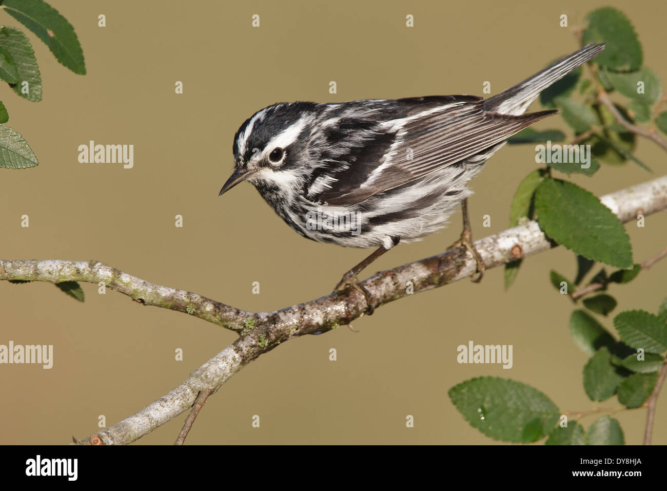 Schwarz und weiß Warbler - Mniotilta Varia - erwachsenen männlichen Zucht Stockfoto