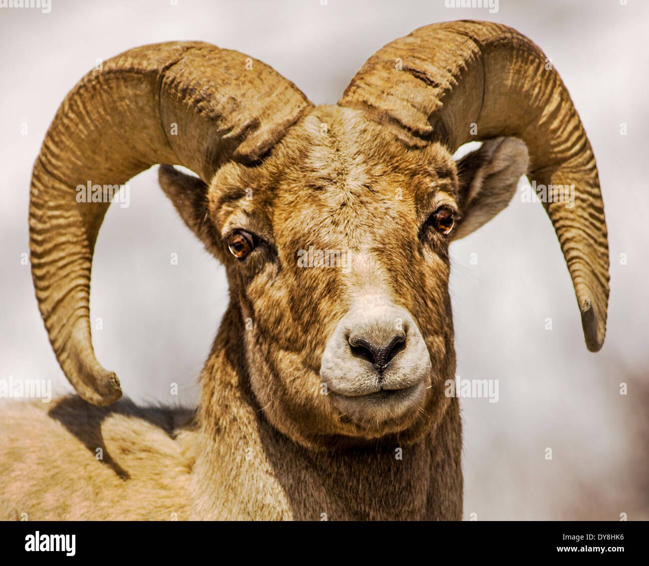 Bighorn Schafe, Ovis Canadensis, Lamar Valley, Yellowstone-Nationalpark, Wyoming, USA Stockfoto