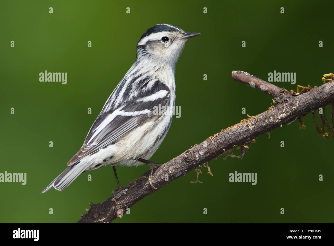 Schwarz und weiß Warbler - Mniotilta Varia - Erwachsene weiblich Stockfoto