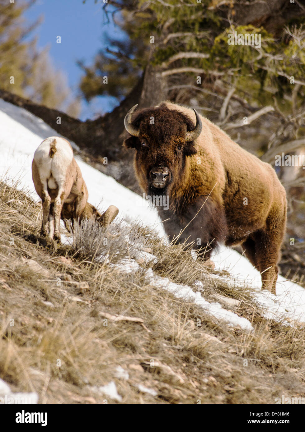 Amerikanische Bisons, American Buffalo & Dickhornschaf Ovis Canadensis, Yellowstone-Nationalpark, Wyoming, USA Stockfoto