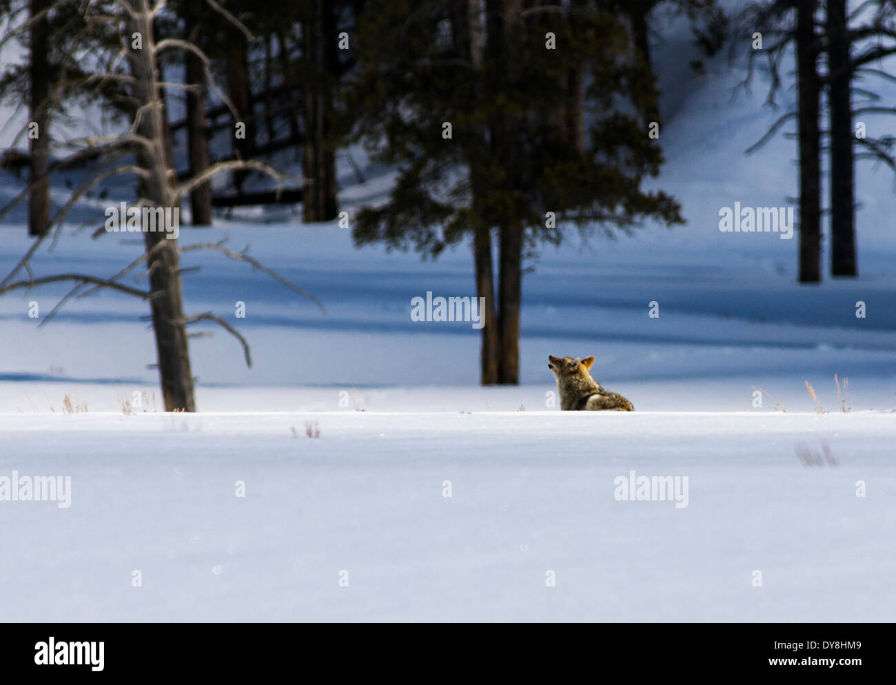 Coyote, Canis Latrans, amerikanische Schakal, Pinsel Wolf, Präriewolf, Lamar Valley, Yellowstone-Nationalpark, Wyoming, USA Stockfoto