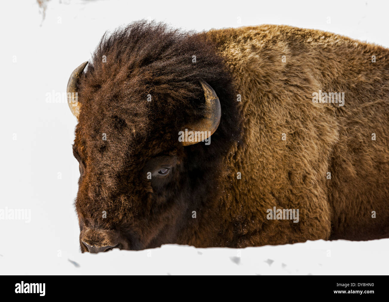 Amerikanische Bisons, American Buffalo, im tiefen Winter, Yellowstone-Nationalpark, Wyoming, USA Stockfoto