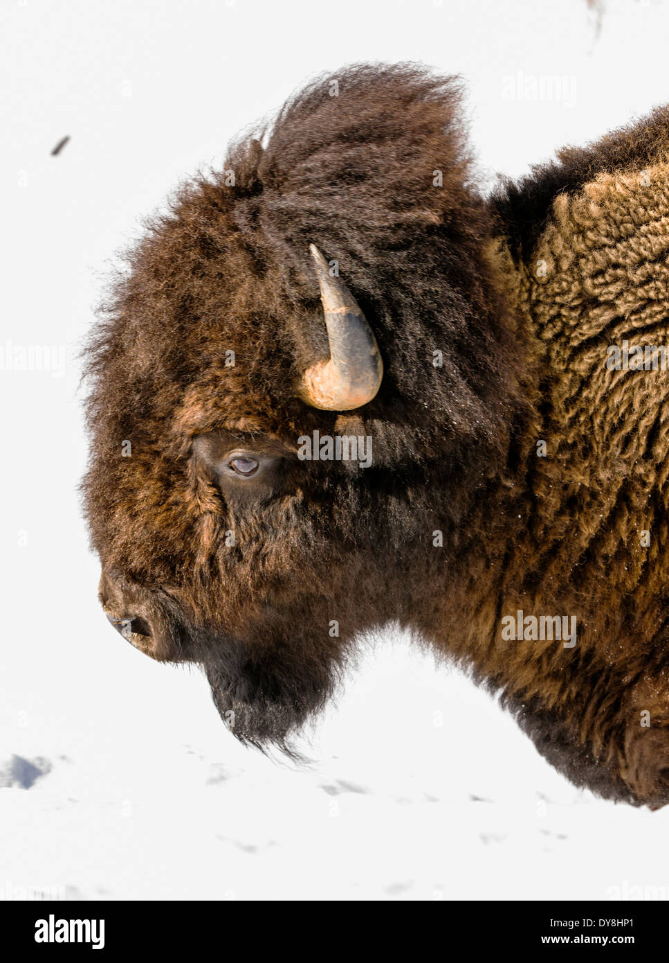 Amerikanische Bisons, American Buffalo, im tiefen Winter, Yellowstone-Nationalpark, Wyoming, USA Stockfoto