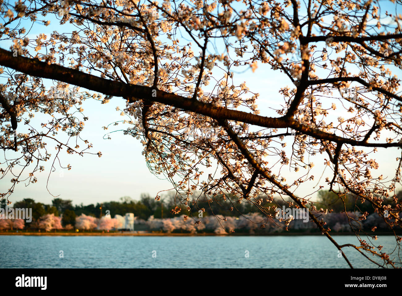 WASHINGTON DC, USA – das Licht am frühen Morgen erleuchtet die Kirschblüten des Tidal Basin bei Sonnenaufgang in voller Blüte. Das goldene Leuchten taucht in die zarten rosa und weißen Blüten und schafft eine ruhige und malerische Szene, die die vergängliche Schönheit des Frühlings in der Hauptstadt der Nation einfängt. Stockfoto