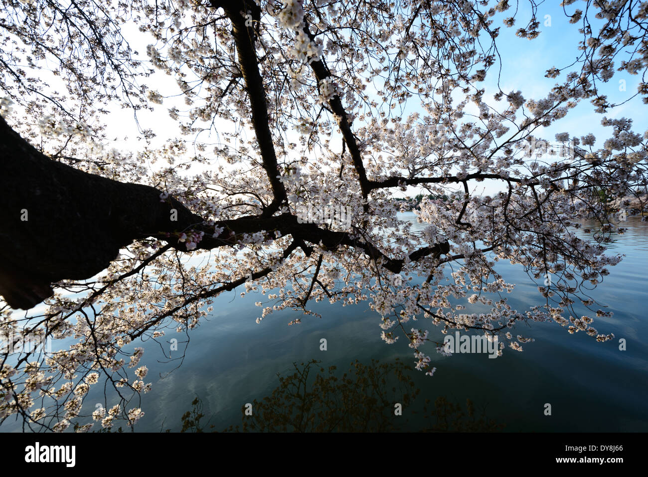 WASHINGTON DC – Ein blühender Kirschbaum erstreckt sich während der Blütezeit im Frühjahr über die Oberfläche des Gezeitenbeckens. Die Bäume, ursprünglich ein Geschenk aus Japan im Jahr 1912, werden jedes Jahr während des National Cherry Blossom Festival gefeiert. Stockfoto