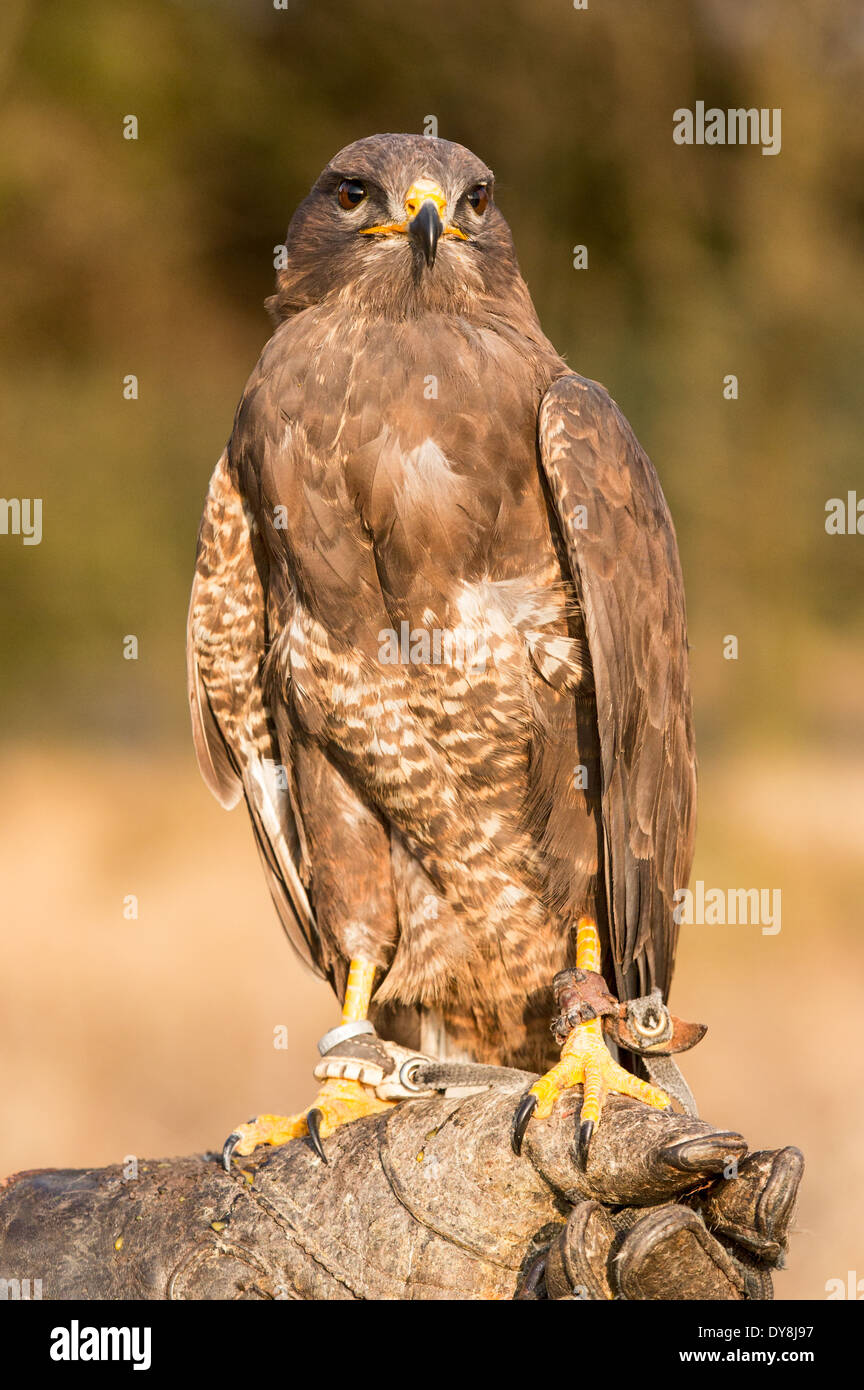 Mäusebussard (Buteo Buteo) auf ein Falkner-Handschuh Stockfoto