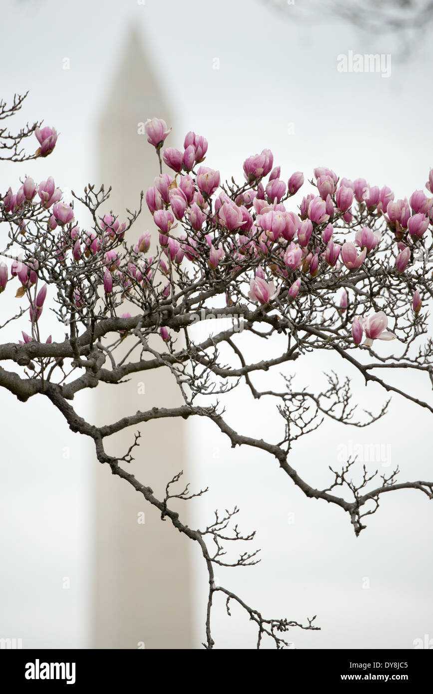 WASHINGTON DC – am George Mason Memorial erblühen im Frühjahr Saucer Magnolien. Im Hintergrund ist das Washington Monument zu sehen. Diese blühenden Bäume befinden sich in einem Gedenkgarten, der dem Gründungsvater gewidmet ist. Sie bieten eine der ersten Blumendekorationen der Stadt, die oft vor der Kirschblüte blühen. Stockfoto