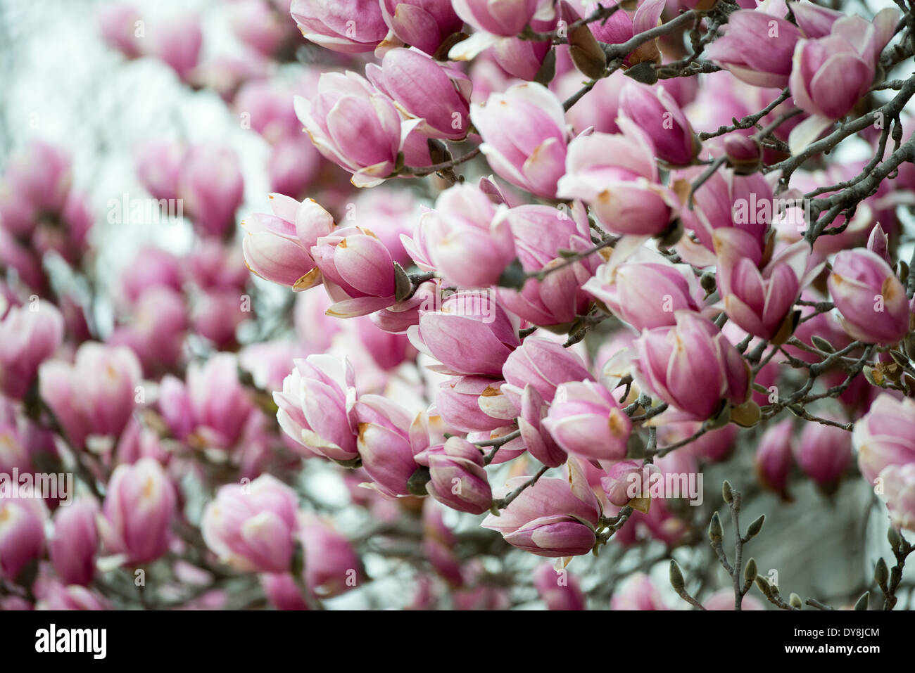 WASHINGTON DC – am George Mason Memorial, einem Garten, der einem der Gründungsväter Amerikas gewidmet ist, blühen im Frühjahr die Magnolien der Untertassen. Diese blühenden Bäume bieten eine der frühesten Frühlingsvorstellungen Washingtons, die typischerweise vor den berühmten Kirschblüten der Stadt erscheinen. Stockfoto