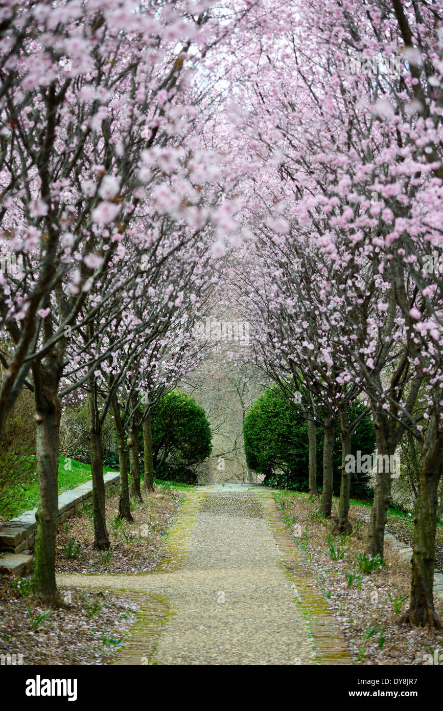 WASHINGTON DC, Vereinigte Staaten – die Dumbarton Oaks Gardens, ein historisches Anwesen im Viertel Georgetown, bieten wunderschön gestaltete Gärten und historische Architektur. Diese Gärten wurden von der renommierten Landschaftsarchitektin Beatrix Farrand entworfen und bieten eine Vielzahl von Themenbereichen, darunter Terrassen, Obstgärten und formelle Gärten. Dumbarton Oaks ist ein bemerkenswertes Beispiel für die amerikanische Gartengestaltung des frühen 20. Jahrhunderts. Stockfoto