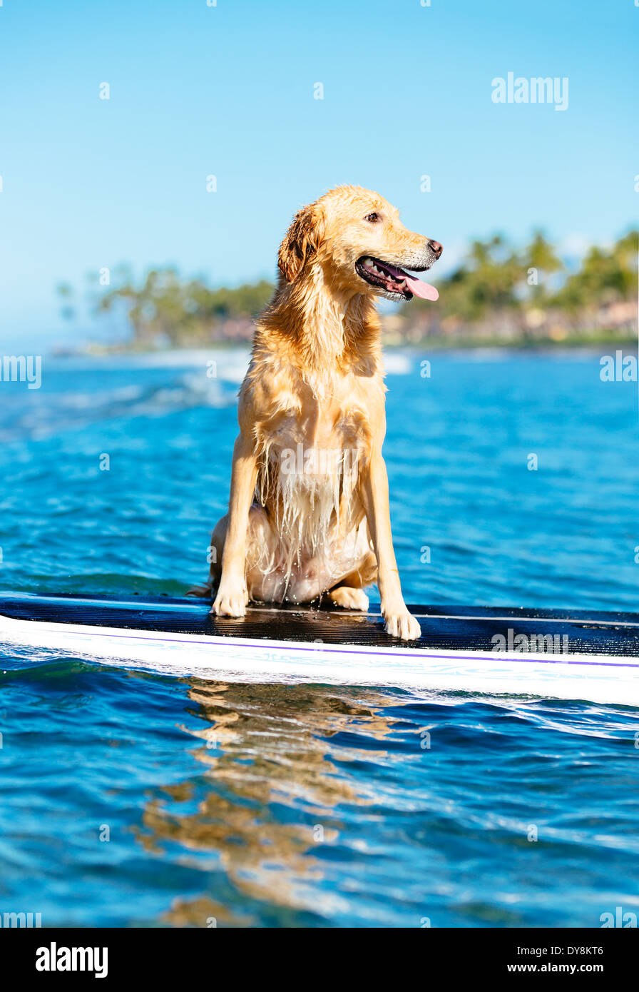 Surf Dog, glückliche junge Golden Retriever auf Surfbrett Stockfoto